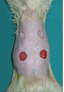 Figure 1. View of the defects after the gel was applied