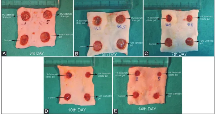 Figure 2. Defect sizes on different time points after forming of panniculus carnosus defects and application of 1% and 5% sildenafil citrate gel or pure Carbopol gel