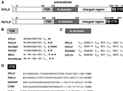 FIG. 2. Schematic diagram of the Plasmodiumgondiicontaining proteins TLP, TRAP, and the integrin CD11b