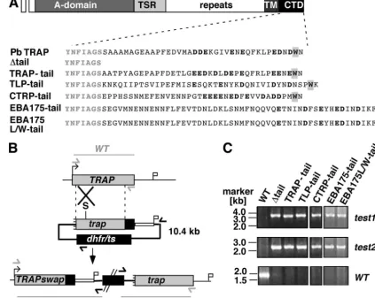 FIG. 3. Functional identiﬁcation of TRAP family members in TRAP genomic locus is targeted with a SpeI-linearized insertion plasmid containinga 5(TLP-tail), PfCTRP (CTRP-tail), PfEBA 175 (EBA175-tail), or a mutant version of PfEBA175 that contains an additi