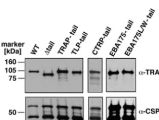 TABLE 1. Phenotypes of TRAP tail swap parasites
