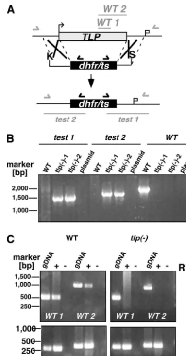 FIG. 6. Targeted disruption of PbTLPto generate. (A) Replacement strategy tlp� parasites