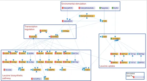 Figure 3MetaReg model canvas view of leucine biosynthesis in yeast during simulation of leucine starvationMetaReg model canvas view of leucine biosynthesis in yeast during simulation of leucine starvation