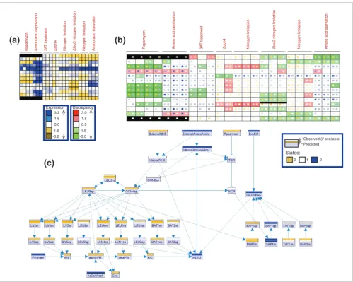 Figure 4Comparison of measurements and model predictions on the leucine biosynthesis model
