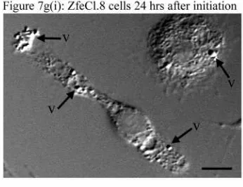 Figure 7g(i): ZfeCl.8 cells 24 hrs after initiationDIC image taken of the ZfeCl.8+ cells showing thevesicles which were closely associated with these cells.The vesicle are present at the uppermost region of thecellsv, vesicles