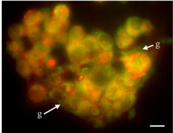 Figure 7n(i): Immunofluorescence, glutactin (green), f-