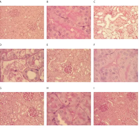 TABLE 1.  Histological degree of renal damage obtained by semi-quantitative analysis