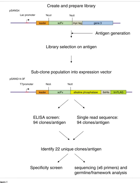 Figure 1Schematic representation of the process for the high throughput generation and screening of recombinant antibodies