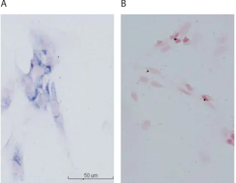 FIGURE 3.  Immunocytochem-