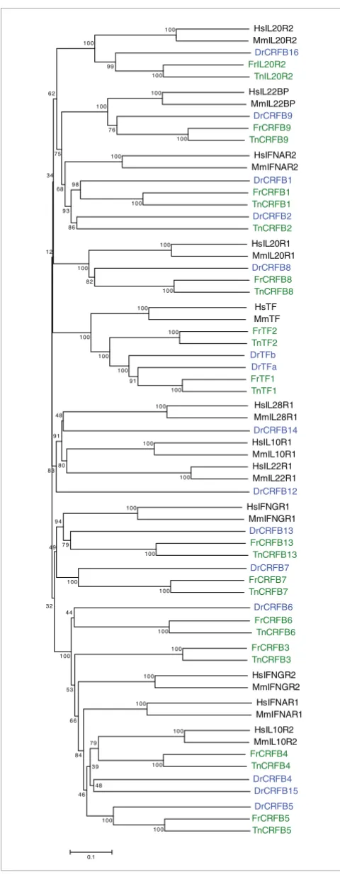 Figure 9Phylogenetic tree of the class II cytokine receptors