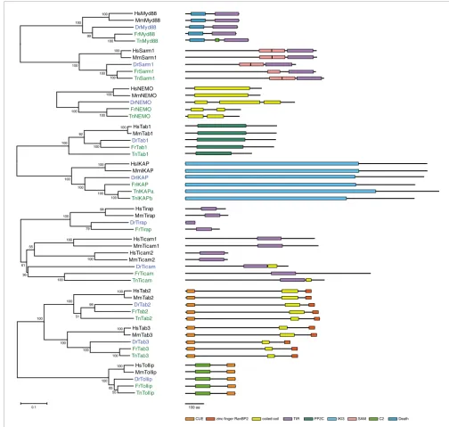 Figure 2Phylogenetic trees of the innate immune signaling adaptors and diagrams of their protein structures