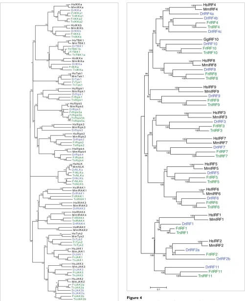 Figure 4Phylogenetic tree of the interferon response factors
