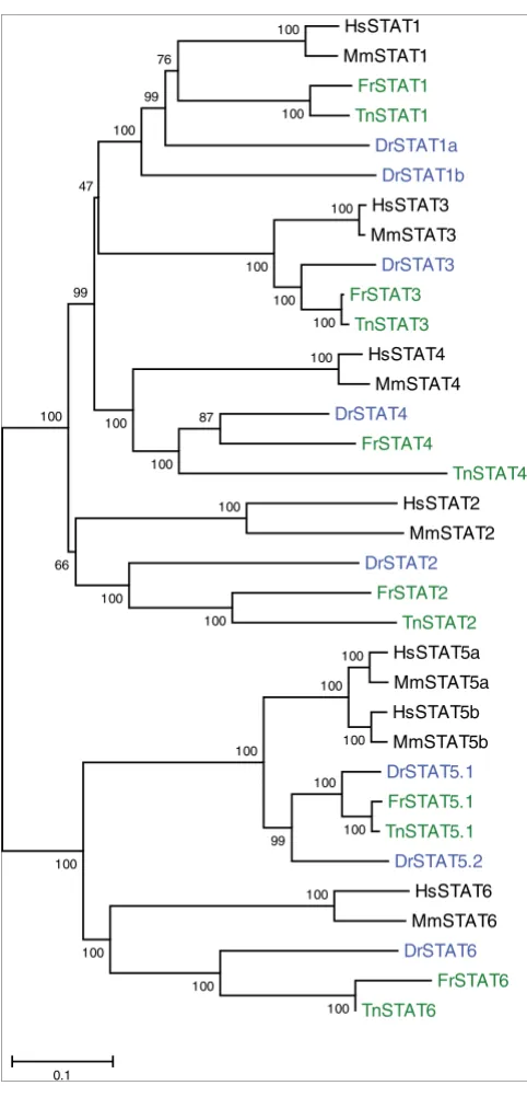 Figure 5Phylogenetic tree of the STAT proteins