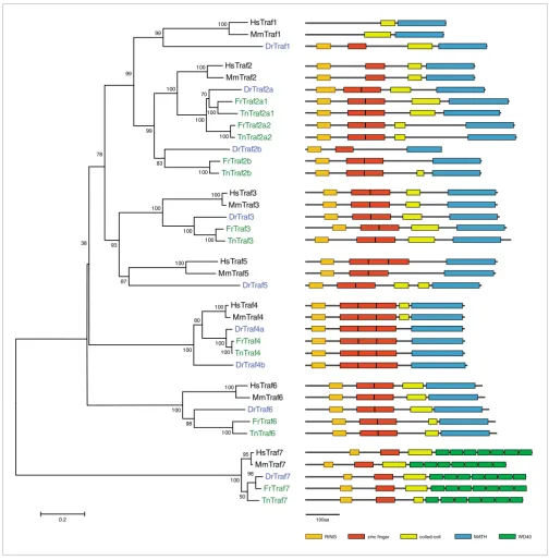 Figure 6Phylogenetic tree of the TRAFs and diagrams of their protein domain structure