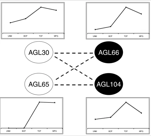Figure 3Evolution of the AtMIKC* network