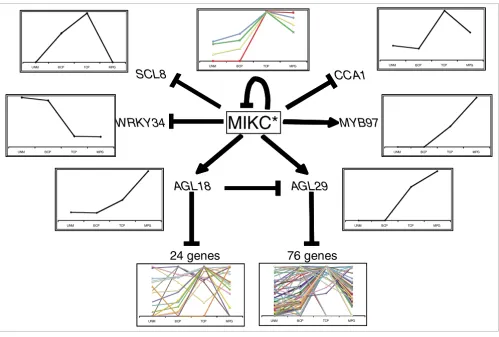 Figure 4The sequential action of mutually interacting transcription factors directs transcriptome dynamics during pollen maturationin turn predominantly repress transcripts that peak in immature tricellular pollen (TCP)