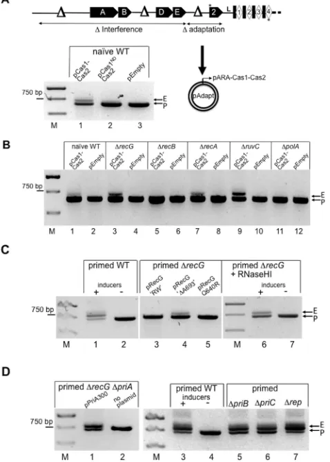 Figure 2.(Agarose gels summarizing effects on primed adaptation in thetion strain when expressing mutant RecG proteins from a plasmid (lanes1–5), or RNaseHI inducibly expressed from the chromosome (Lanes 6 and7)