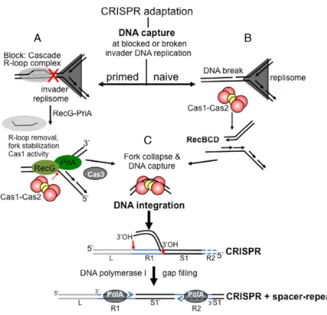 Figure 4.Model proposing different requirements for DNA capture inactivities, discussed in the text, until removed by RecG helicase activitythat remodels forks and removes R-loops