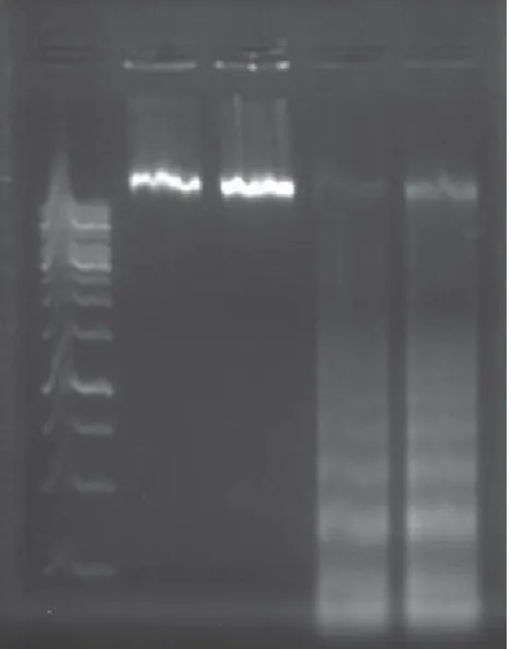 FIGURE 3.  Nuclei morphological changes during GSE-induced apoptosis in KB cells de-tected by TUNEL assay