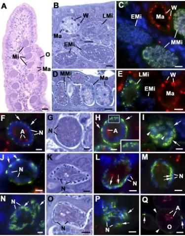 FIG. 6. Sections illustrating the light microscopic (A, B, D, G, K, and O) and immunolight microscopic (C, E, F, H to J, L to N, P, and Q)appearances of the sexual development of various coccidian parasites in the intestine of the deﬁnitive host