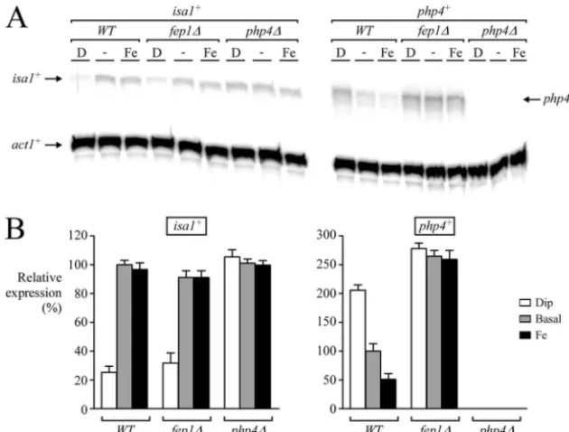 FIG. 7. Inactivation of Php4 can be uncoupled from iron-mediated Fep1-dependent extinction of php4fep1100protection protocol with actin (cation of� transcript levels