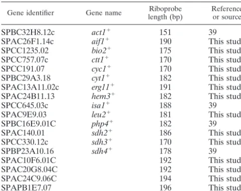 TABLE 1. Target genes monitored by RNase protection assays