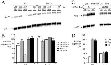 FIG. 2. Dip-dependent downregulation of fep1to thephase cultures of isogenic strains FY435 (wild type [untreated cultures (-) or cultures treated with Dip (250(C) Wild-type andsample and analyzed by RNase protection assays