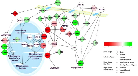 Figure 3. The key network of genes and miRNAs found to be differentially expressed in skeletal muscle from low RFI compared with high RFI pigs