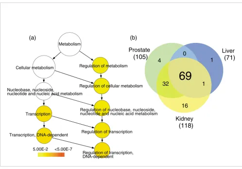 Figure 7Most highly expressed TIN transcripts map to genes related to regulation of transcription