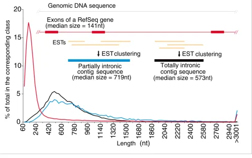 Figure 1Length distribution of exons from RefSeq genes and of partially (PIN) and totally (TIN) intronic noncoding transcripts