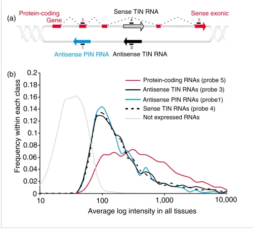 Figure 3Design and overall performance of the 44 k gene-oriented intron-exon expression oligoarray