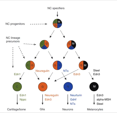 Figure 4Emerging ligands control the specification of neural crest precursorslineages is represented in the scheme with a code of colors