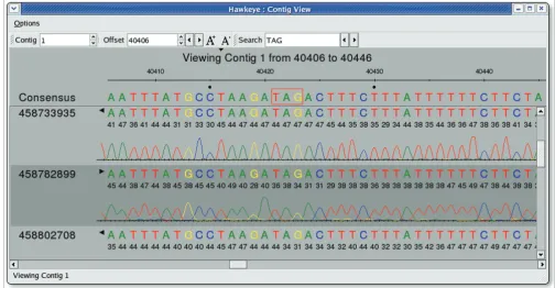 Figure 4The Hawkeye Contig ViewThe Hawkeye Contig View. Quality values and chromatograms are displayed on demand in the Contig View to confirm a potential stop codon outlined in red in the consensus.