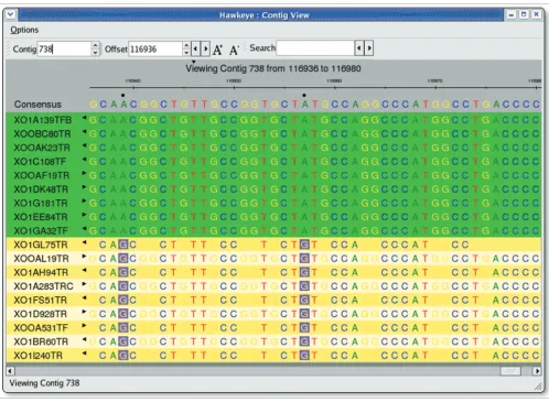 Figure 5SNP sorted reads in the Contig ViewSNP sorted reads in the Contig View. Clicking in the consensus automatically clusters the reads into correlated groups by sorting and coloring the reads by their base at that position