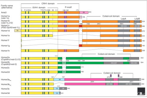 Figure 1Primary structures of Homer family proteins. The conserved amino-terminal EVH1-like domain (which shows 80% sequence similarity between family