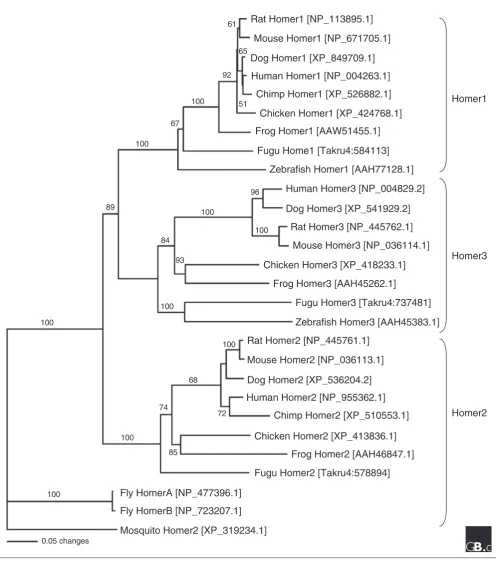 Figure 2A phylogenic tree of Homer family proteins. Whole protein sequences of the longest isoform of each family member from human (Homo sapiens), chimp