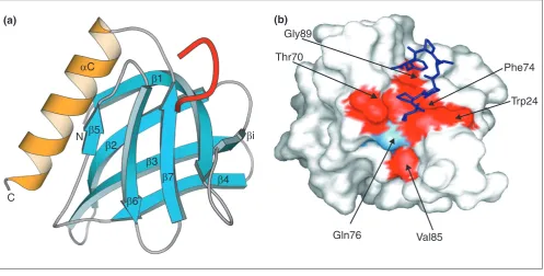 Figure 3The crystal structure of the Homer EVH1 domain [17]. (a) Ribbon diagrams of the Homer1 EVH1 domain, with five residues of mGluR1 (residues1,146-1,150) as a representative bound ligand in red