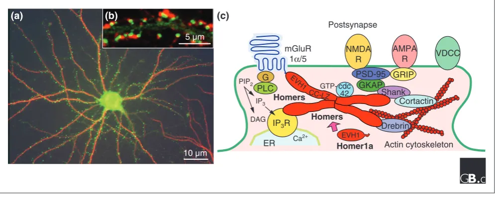 Figure 4Homer proteins form a physical tether linking signaling molecules in postsynaptic densities
