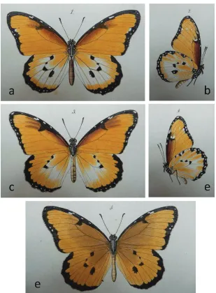 Figure 2. The five images published by Klug (1845, plate 48) to illustrate his original description of fig