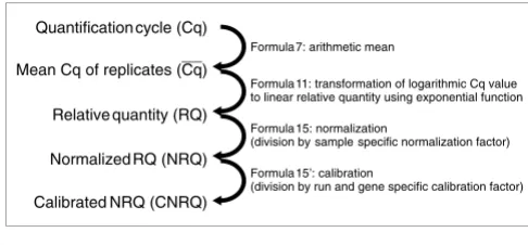 Figure 5qBase calculation workflow