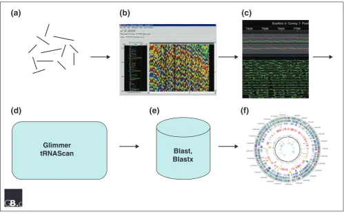 Figure 1Overview of sequencing and annotation for a whole-genome shotgun project, for example, sequencing a bacterial genome