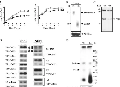 FIG. 1. NOP1 is essential for life. (A) Growth curves of cells carrying the NOP1 RNAi construct