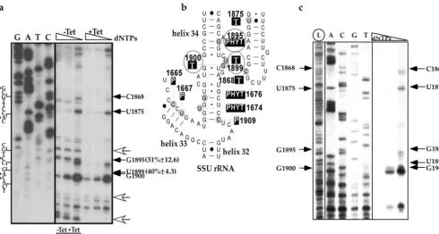 Fig. 1E, indicate reductions in the incorporation of methyl