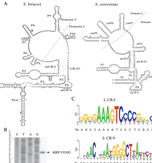 FIG. 5. Identiﬁcation of the MRP RNA in the T. bruceibased on the method of Piccinelli et al
