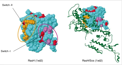 Figure 3The predicted specificity residues of the human Ras family map to known functional sites in 3DThe predicted specificity residues of the human Ras family map to known functional sites in 3D
