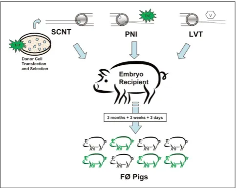 Figure 1Applications of transposition to porcine transgenesis. Presented is flowdiagram of the primary steps involved in the production of transgenic pigsby somatic cell nuclear transfer (SCNT), pronuclear injection (PNI), andlentiviral transduction (LVT)