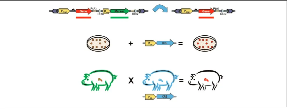Figure 2Selection cassette recycling of selectable marker in pigs. A transposon containing two genes, a transgene of interest (‘gene’, red) and a selectable markerexpression would occur in the F(‘marker’, green) can be used to construct a transgenic pig