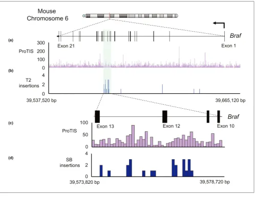 Figure 6SB insertions across the mouse but across the entire occurred in introns 11 and 12 (formerly annotated as intron 9)