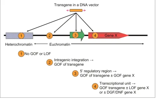 Figure 1Potential genetic consequences of integration of transgenic cassettes into chromatin