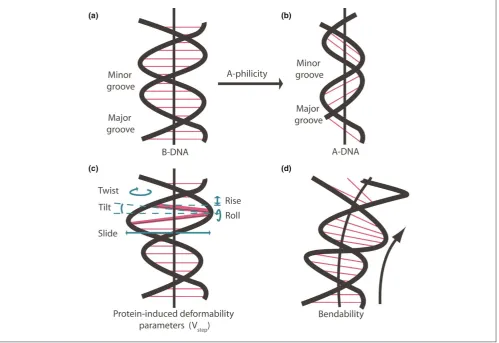 Figure 2Deviations of DNA structure from the average B-form DNA that play a role modeling three-dimensional structures of specific DNA sequences